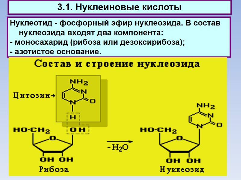 3.1. Нуклеиновые кислоты Нуклеотид - фосфорный эфир нуклеозида. В состав нуклеозида входят два компонента: